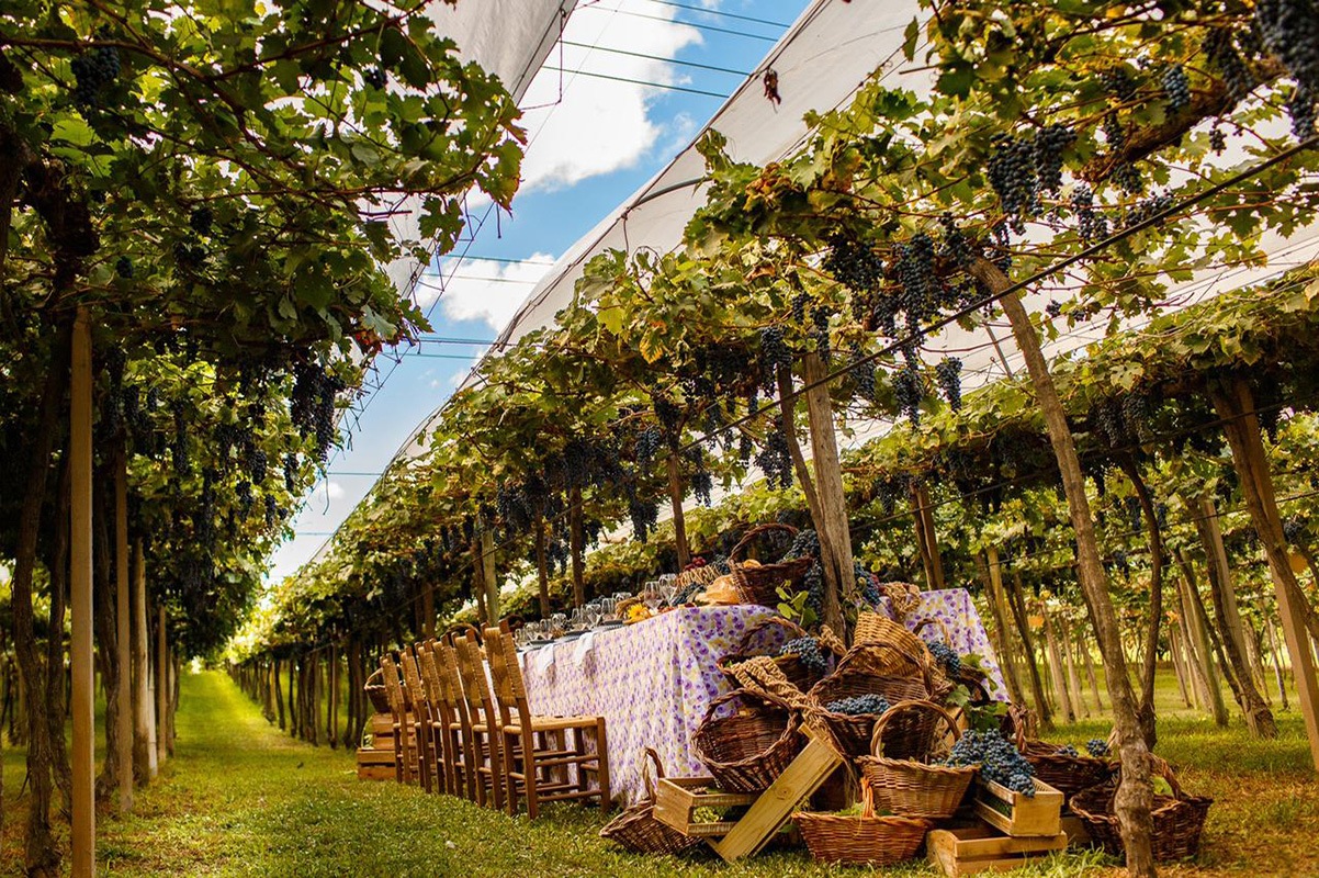 Casamento Vinicola